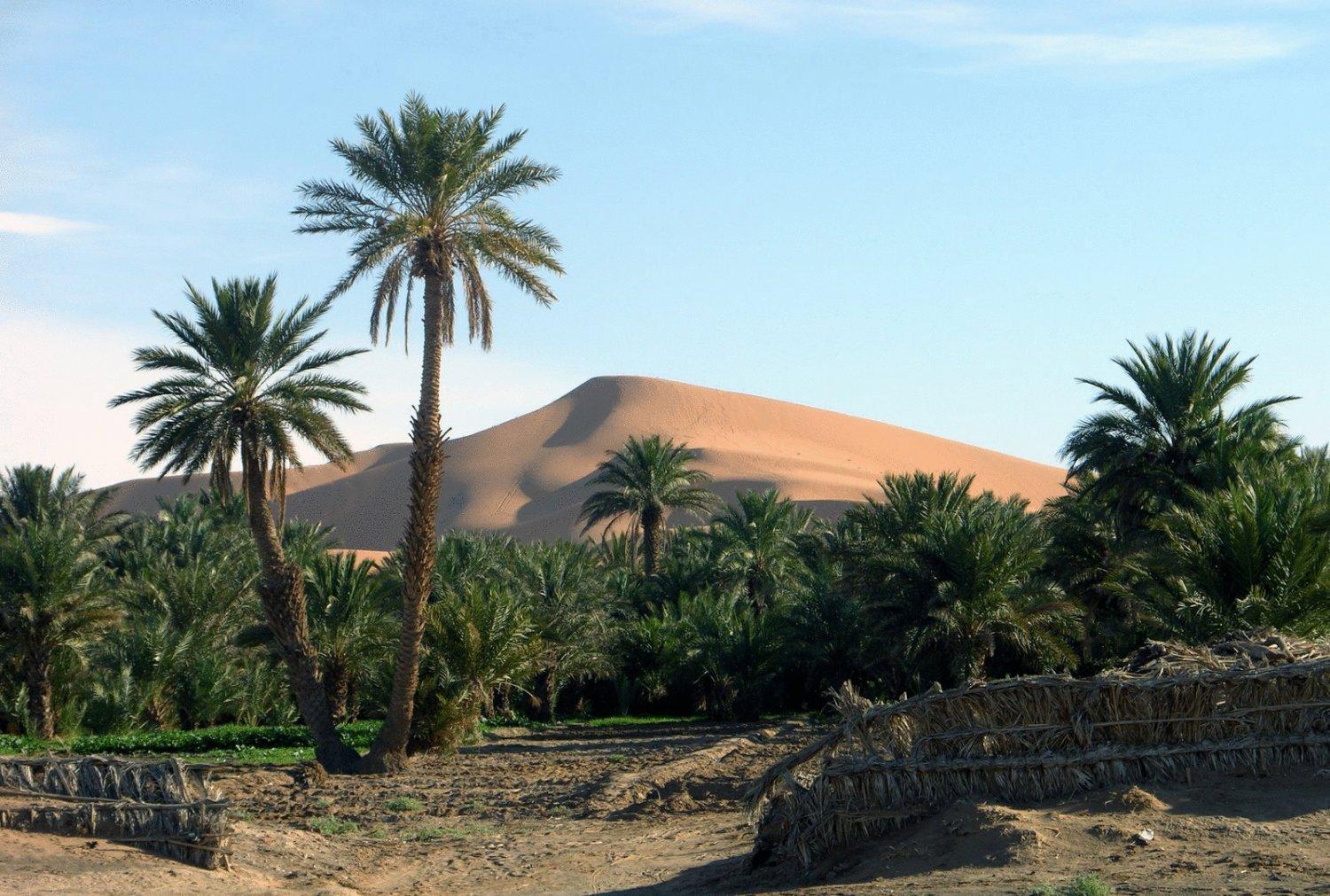 Hotel Riad Oasis Мерзуга Екстер'єр фото